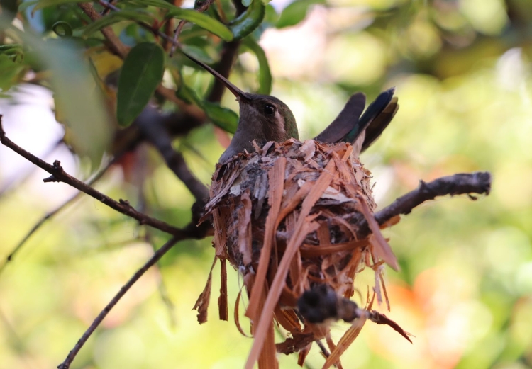 VUELA HASTA NUESTRO CONSEJO, UN REGALO DE NAVIDAD: NACE UNA CRÍA DE COLIBRÍ